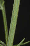 Spotted knapweed